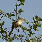 Prinia à ailes rousses