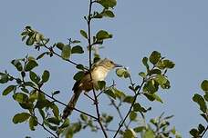 Prinia à ailes rousses