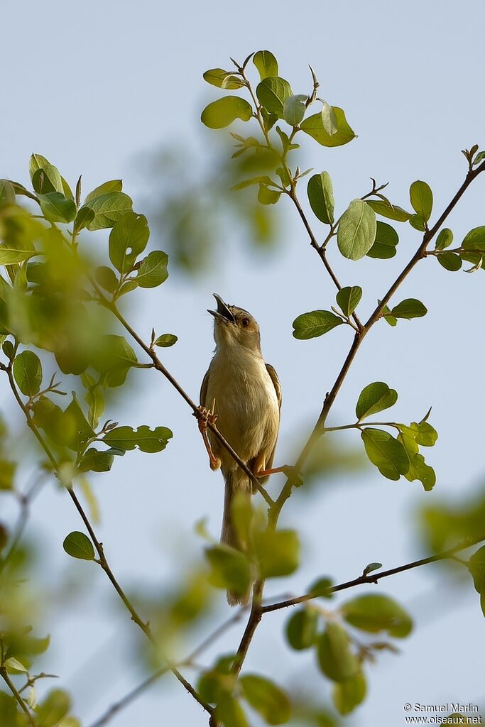 Red-winged Priniaadult, song