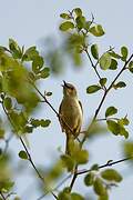 Red-winged Prinia