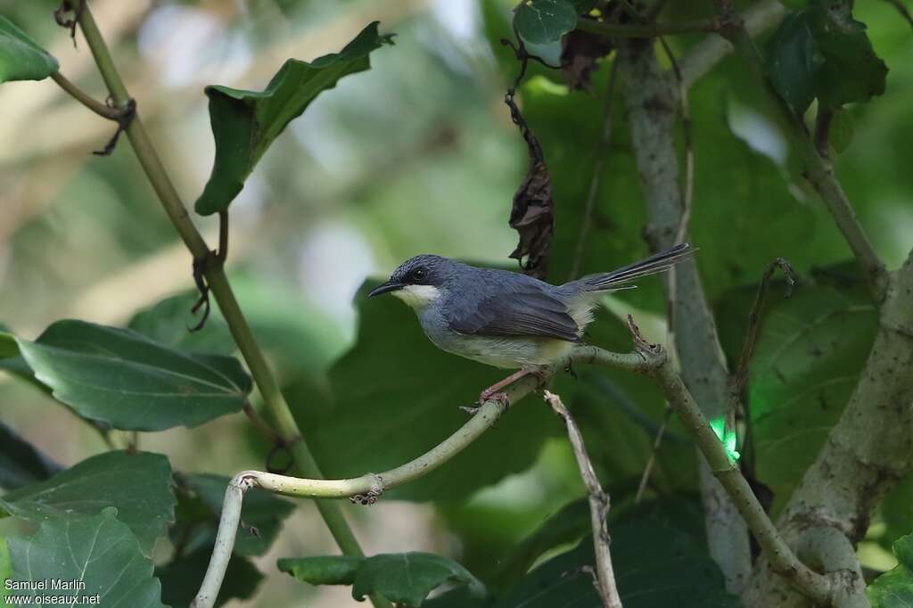 Prinia à gorge blancheadulte, identification