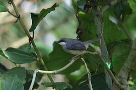 Prinia à gorge blanche