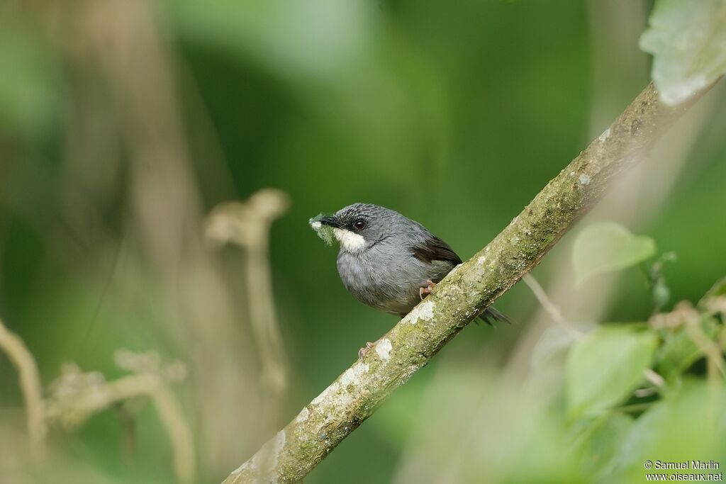 White-chinned Priniaadult