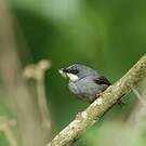 Prinia à gorge blanche