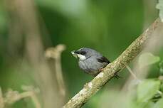 Prinia à gorge blanche