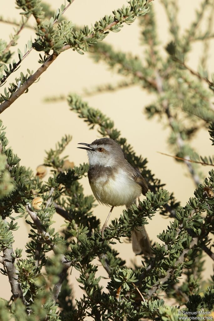 Prinia à plastronadulte