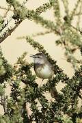 Prinia à plastron