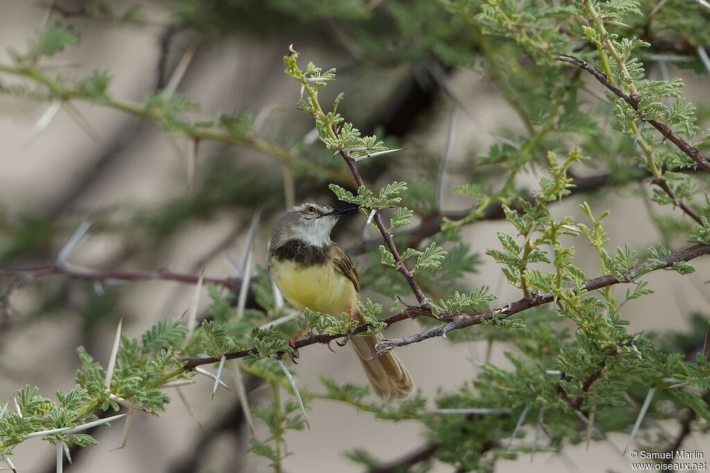 Prinia à plastron mâle adulte