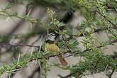 Prinia à plastron