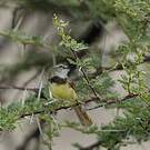 Prinia à plastron
