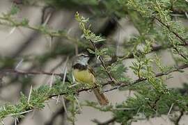 Black-chested Prinia