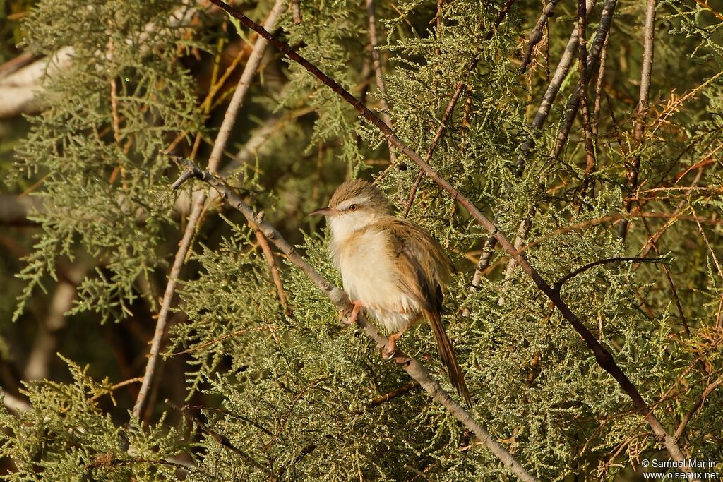 Prinia aquatiqueadulte