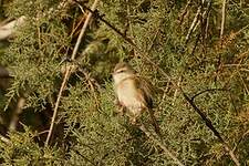 Prinia aquatique