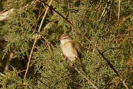 River Prinia