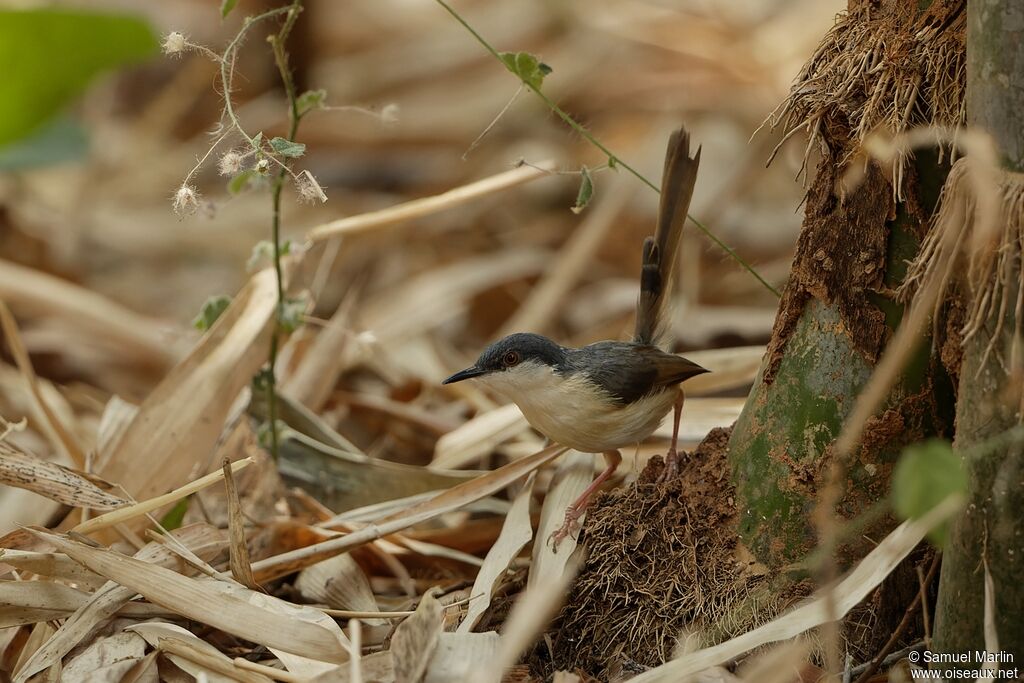 Ashy Prinia male adult