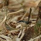Prinia cendrée