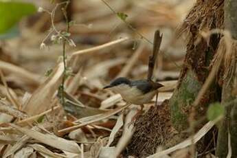 Prinia cendrée