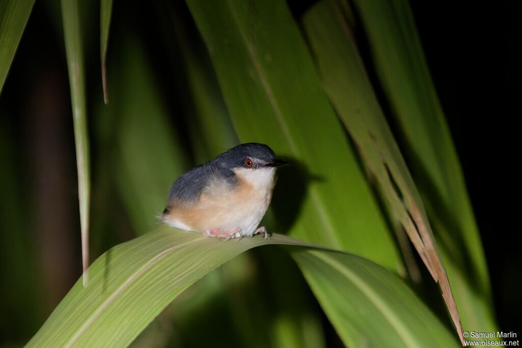 Prinia cendréeadulte