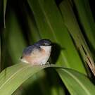 Prinia cendrée