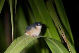 Ashy Prinia