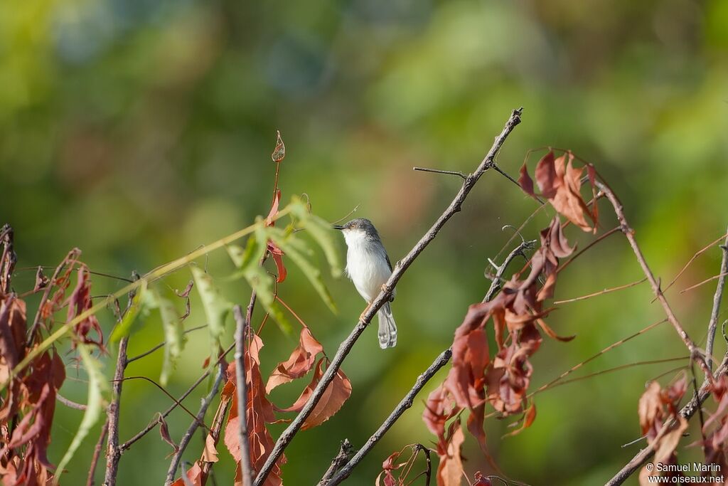 Grey-breasted Priniaadult