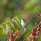 Prinia de Hodgson