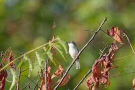 Grey-breasted Prinia