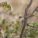 Prinia forestière