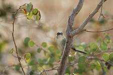 Prinia forestière