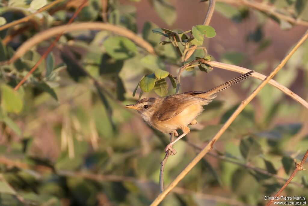 Prinia modesteadulte