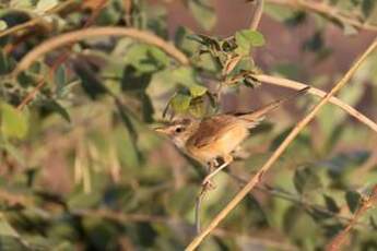 Prinia modeste