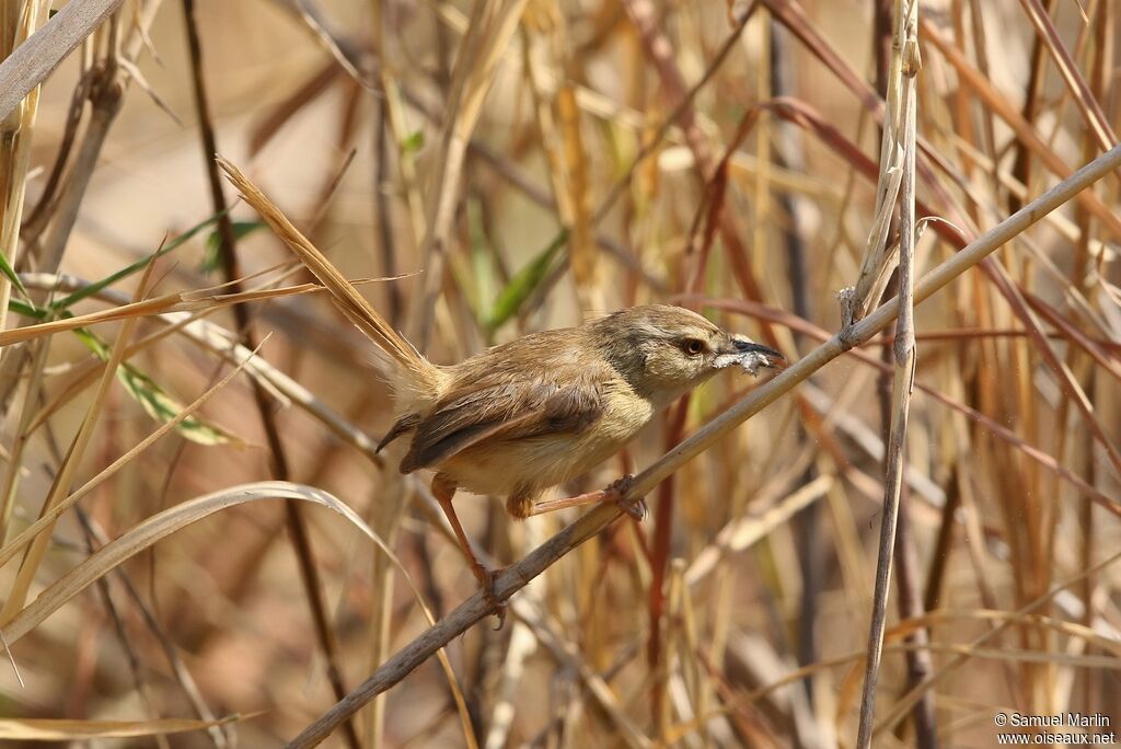 Prinia modesteadulte, mange