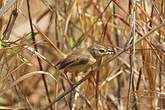 Prinia modeste