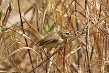 Prinia modeste