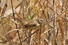 Tawny-flanked Prinia