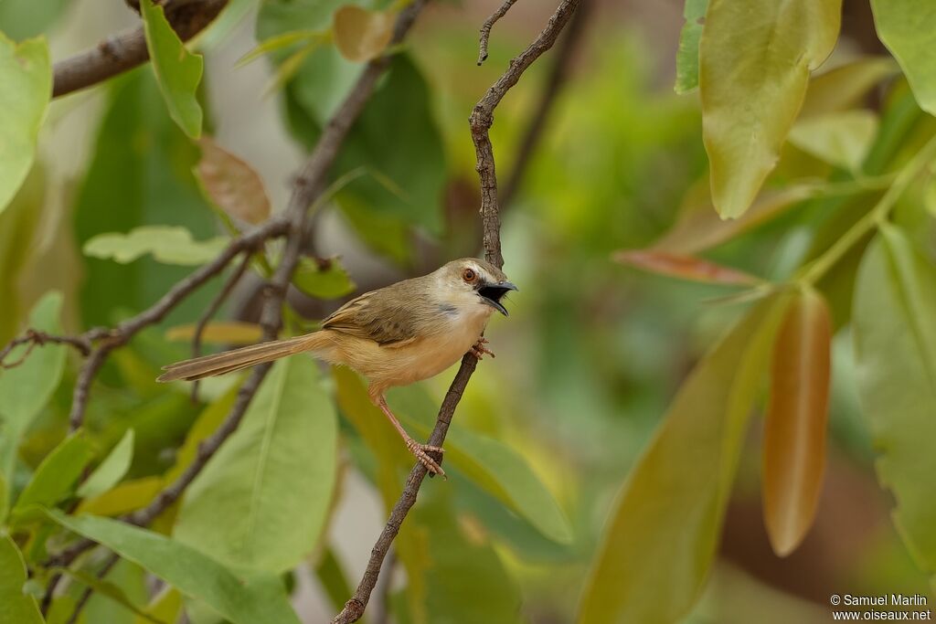 Prinia modesteadulte