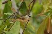 Prinia modeste