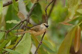 Tawny-flanked Prinia