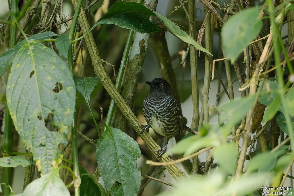 Prinia rayéeadulte