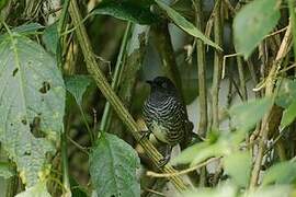 Banded Prinia