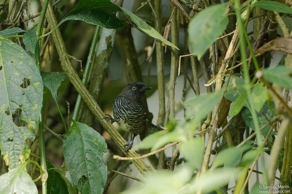 Prinia rayéeadulte