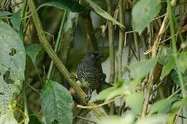 Banded Prinia