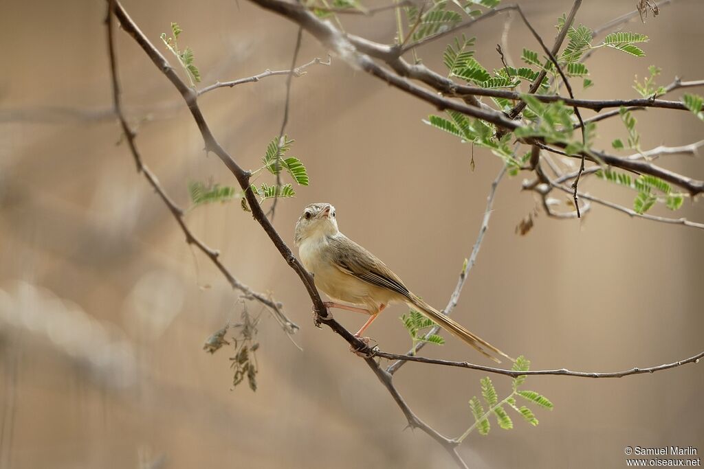 Prinia simpleadulte