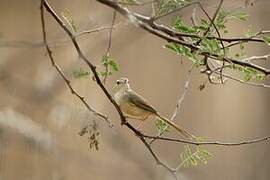 Prinia simple