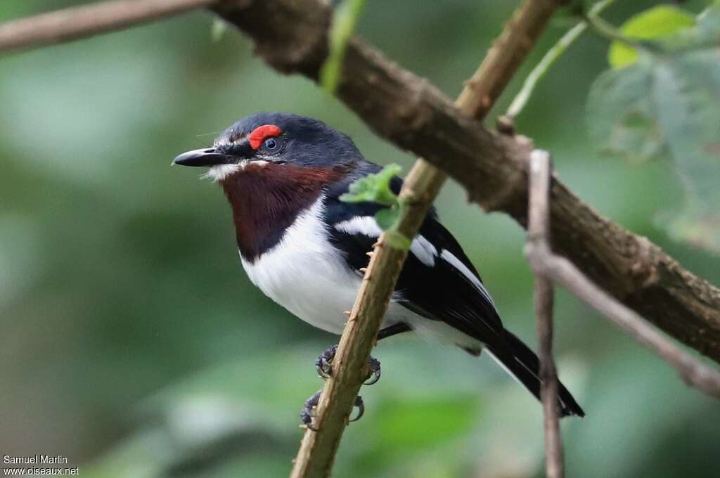 Brown-throated Wattle-eye female adult, identification