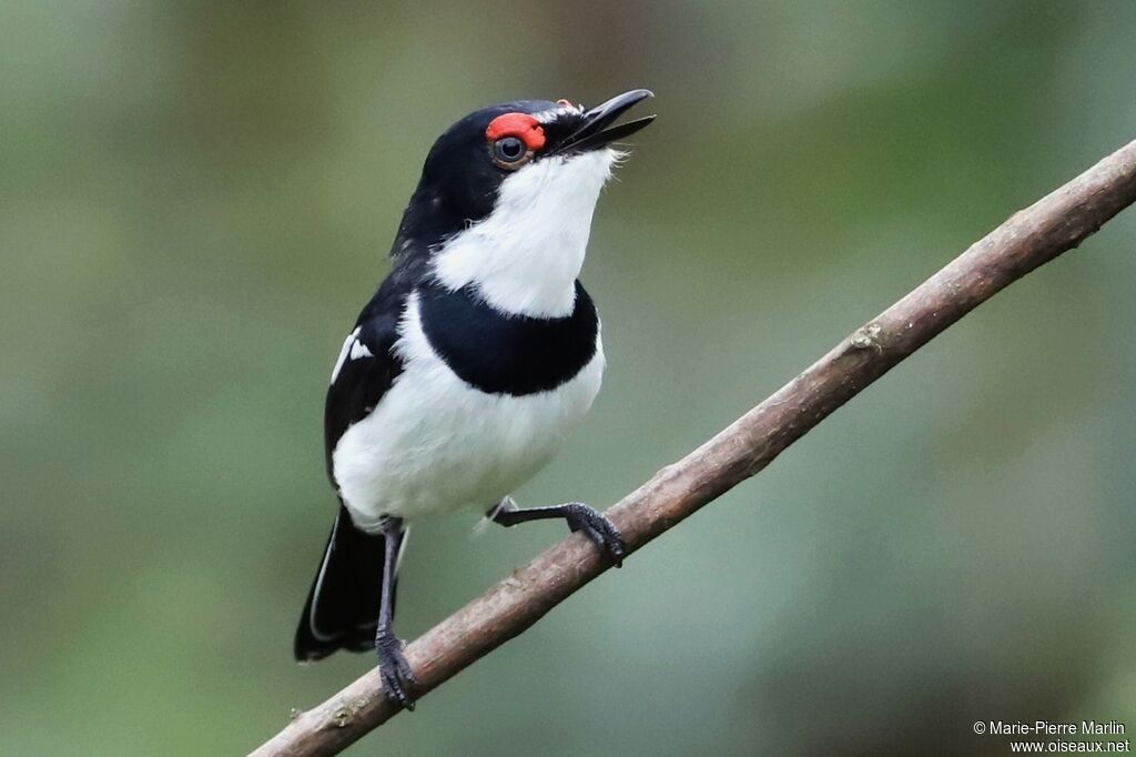 Brown-throated Wattle-eye male adult