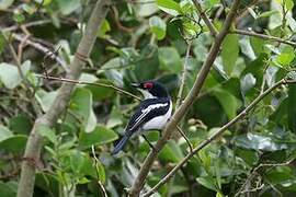 Brown-throated Wattle-eye