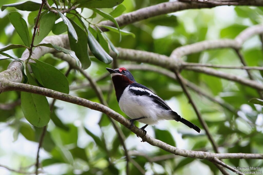 Brown-throated Wattle-eye female adult