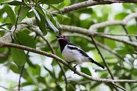 Brown-throated Wattle-eye