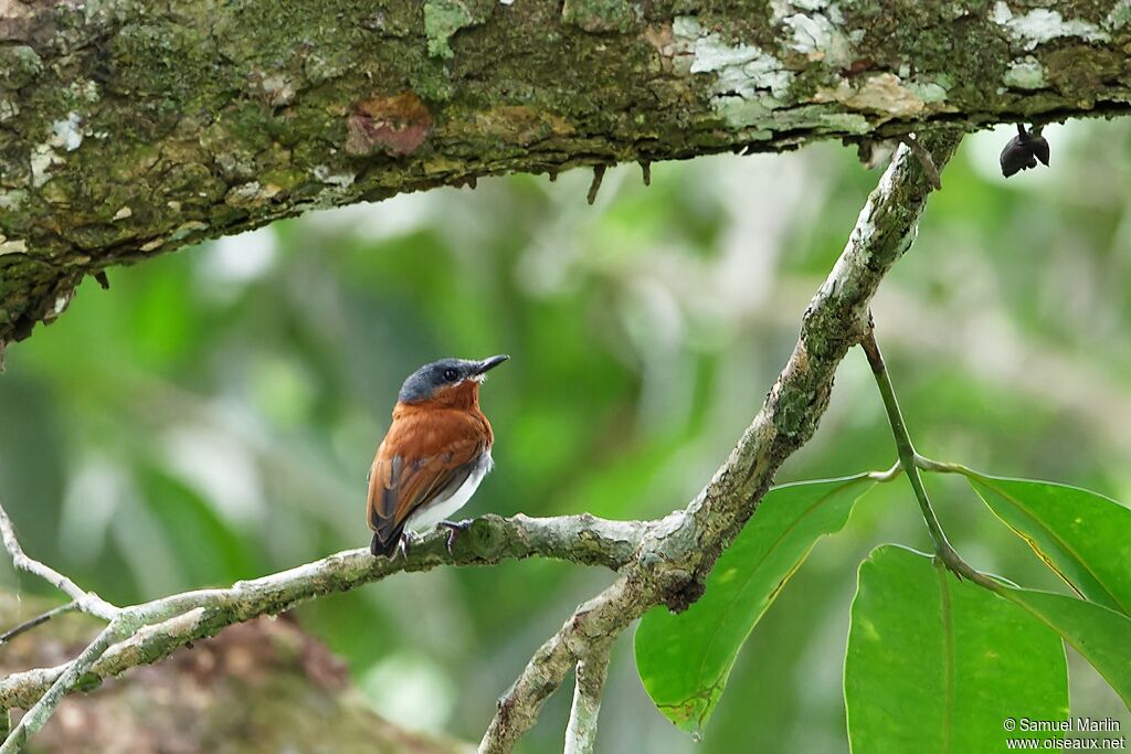 West African Wattle-eye female adult